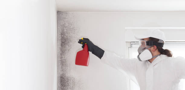 Professional Mold Remediation in Knox, PA