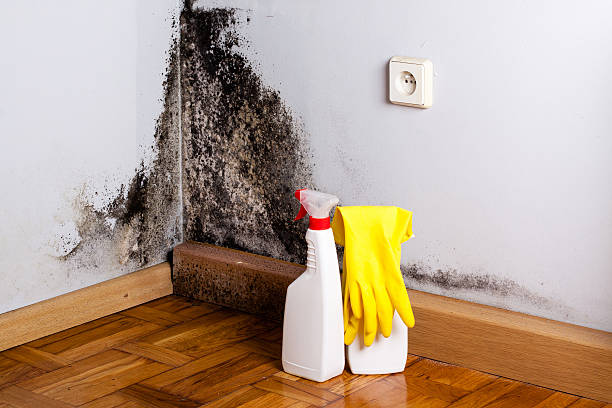 Best DIY Mold Remediation Support Services in Knox, PA